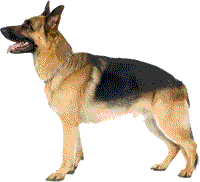 Hitlers Schäferhund