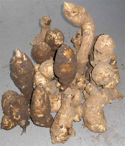 topinambur seit 20 Jahrenaus eigener Ernte